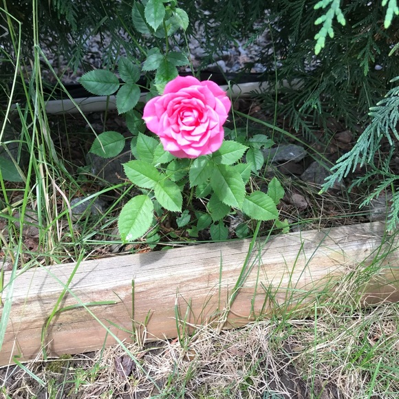 Ruth @ ModeBay 🇨🇦 ⭐️⭐️⭐️⭐️⭐️ - Picture 6 of 12